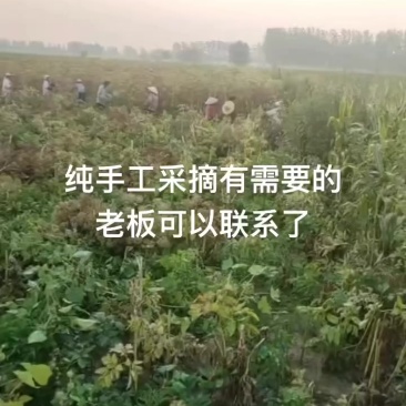 纯新二年白芷种子