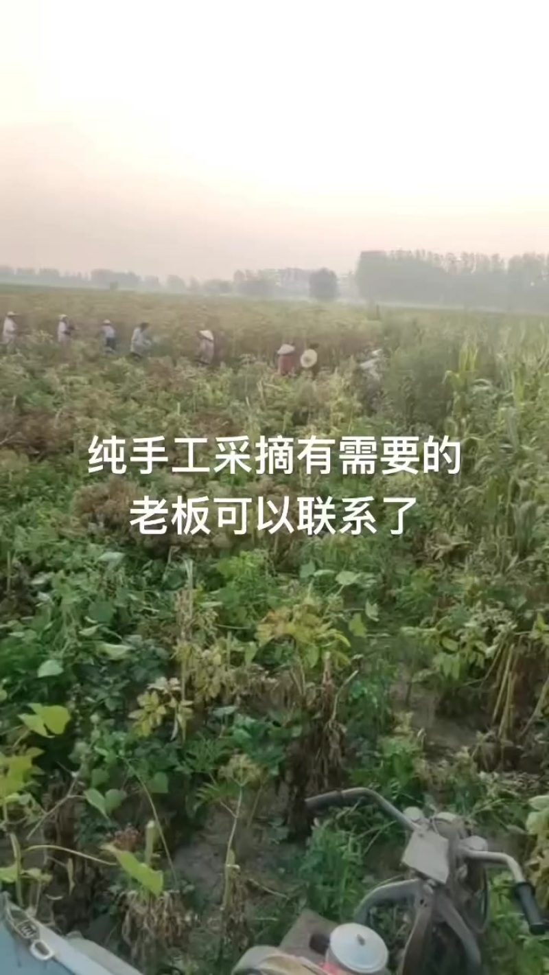 纯新二年白芷种子