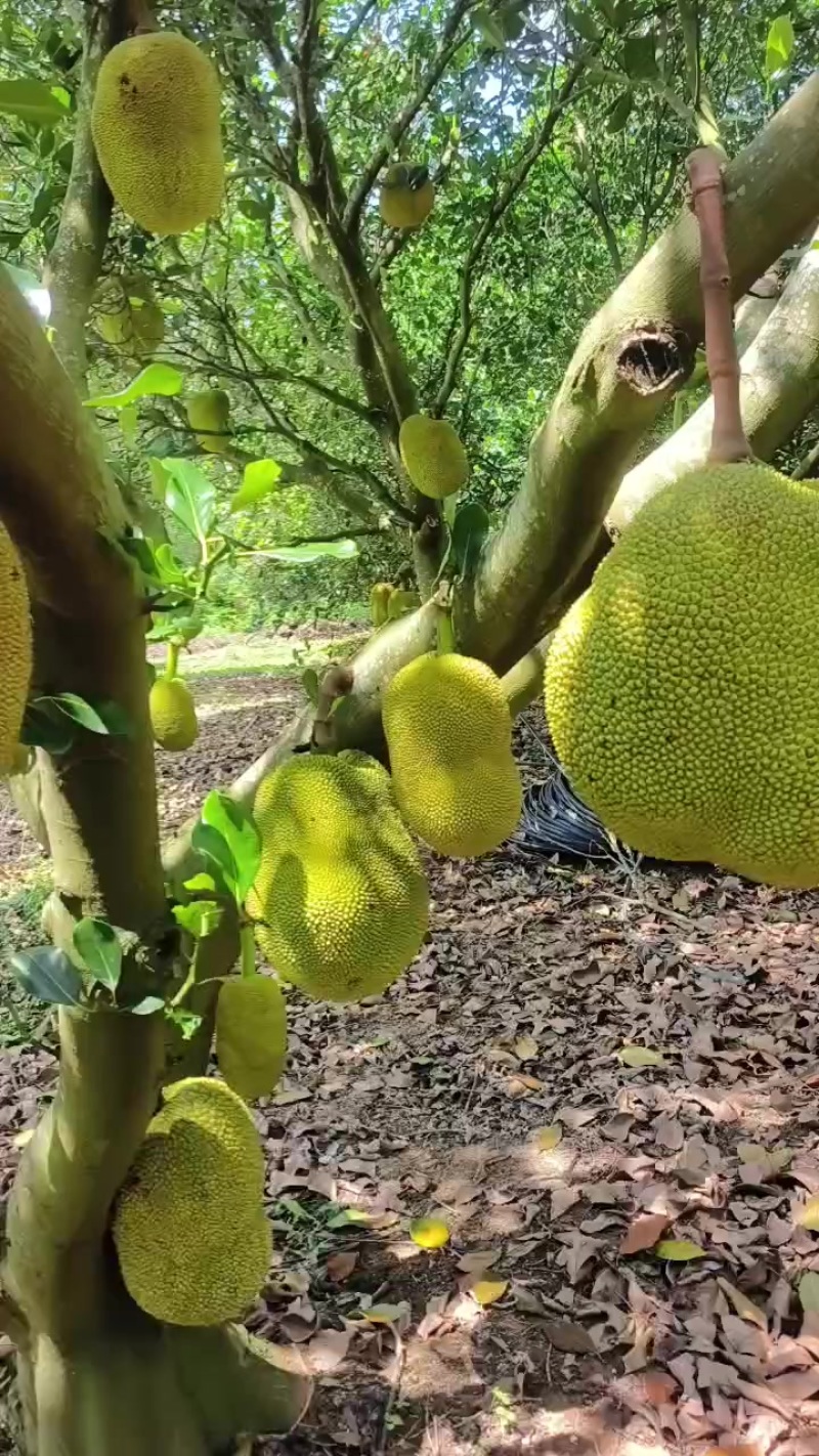 广东货拔甲红菠萝蜜`大量上市了