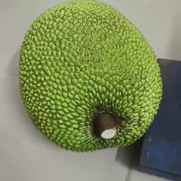 广东货拔甲红菠萝蜜`大量上市了