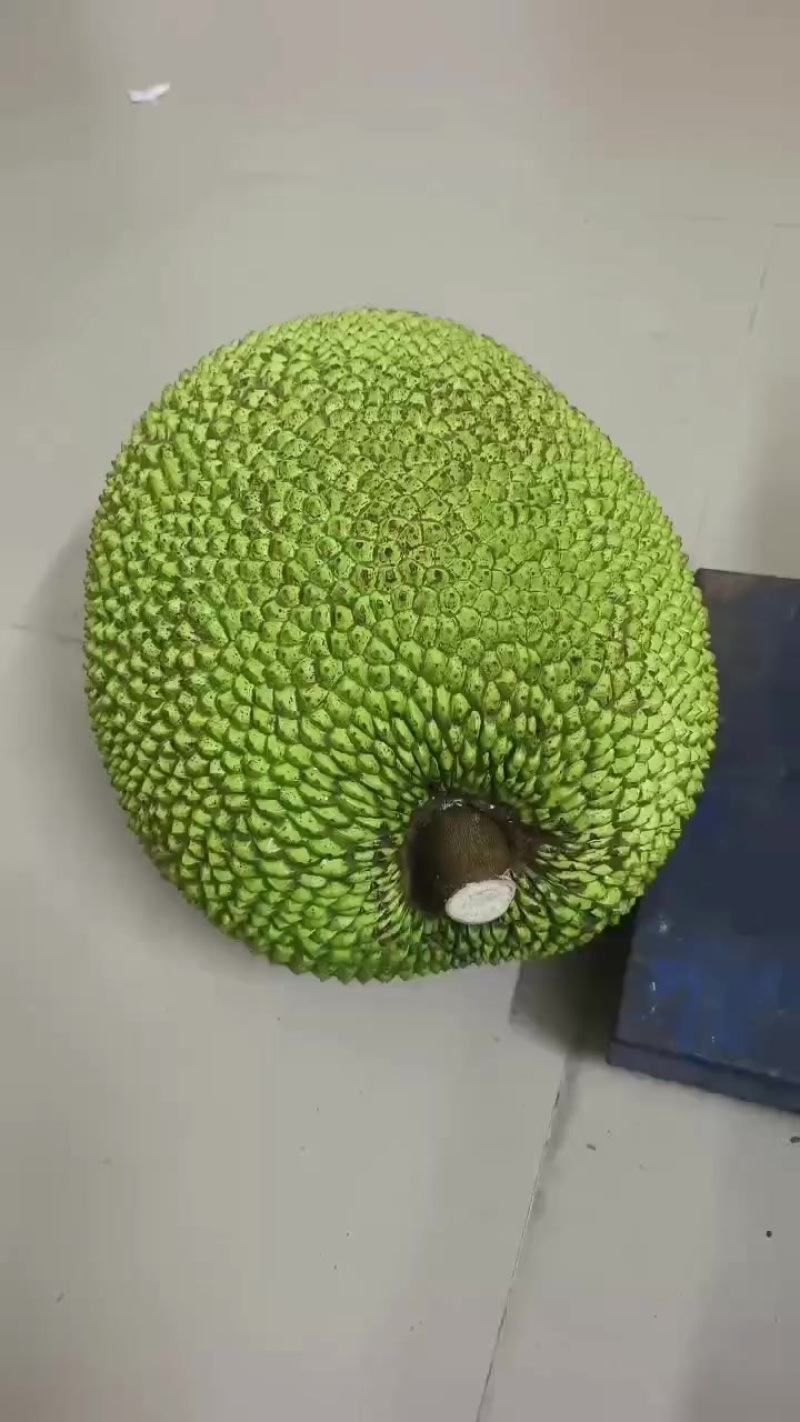 广东货拔甲红菠萝蜜`大量上市了