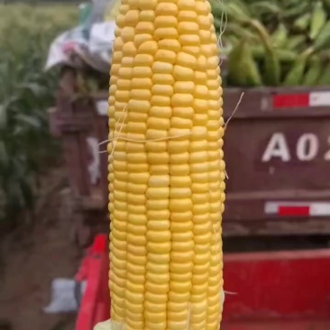 水果玉米甜玉米太阳花玉米4吨货