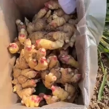 生姜