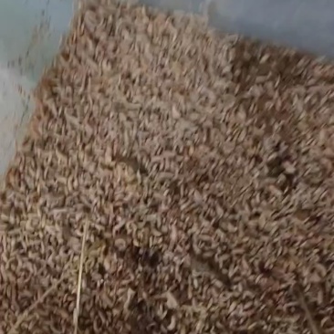 湖北黑水牤