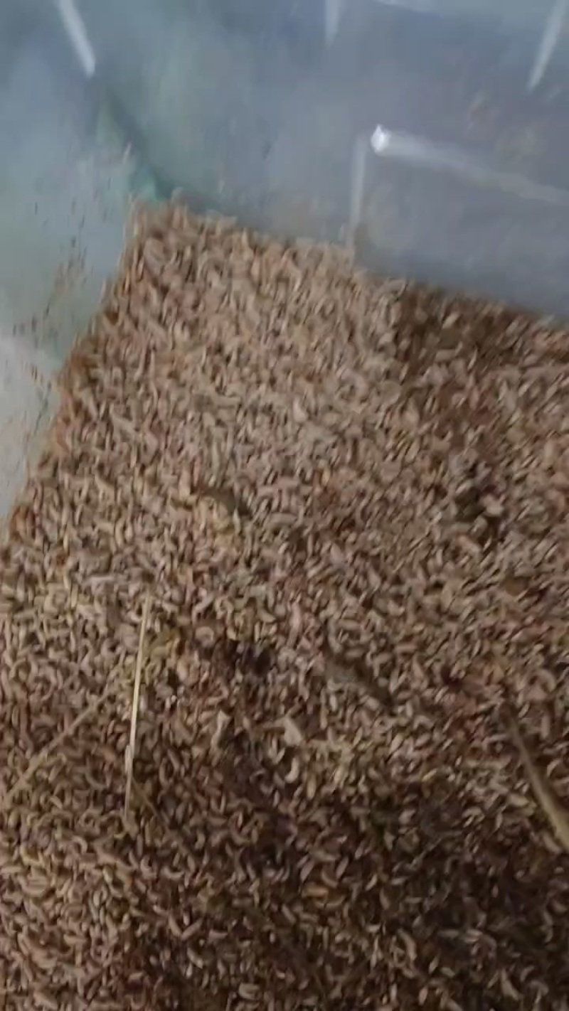 湖北黑水牤