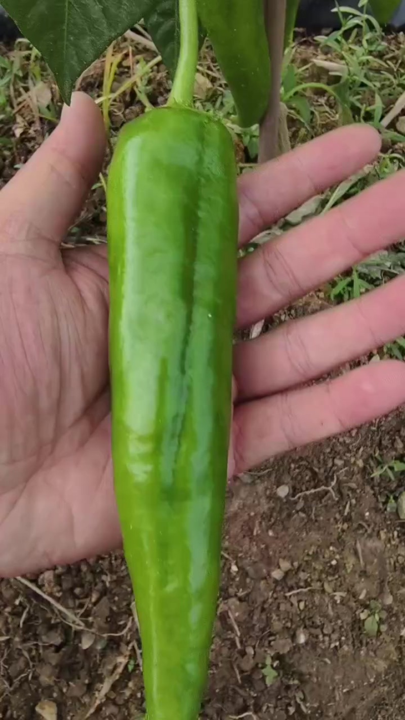 辣椒