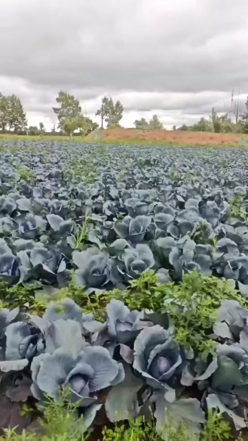 紫甘蓝上市