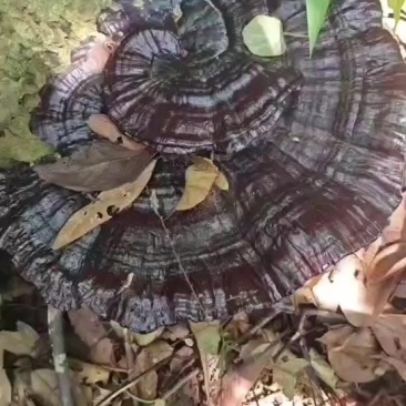 灵芝野生