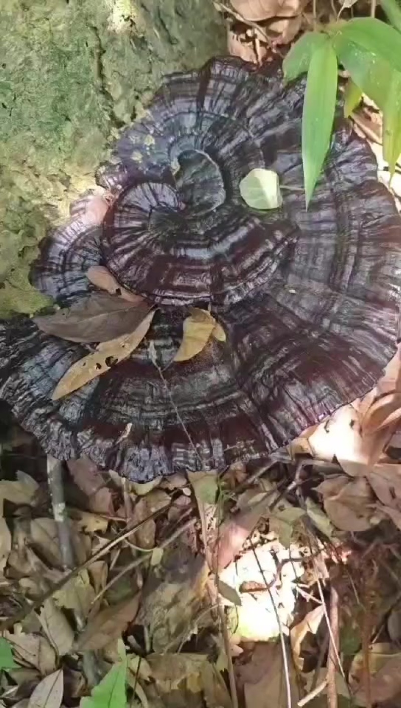 灵芝野生