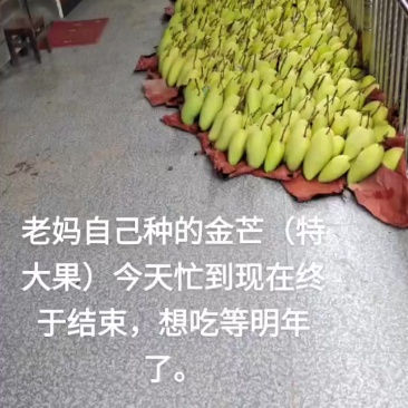 芒果🥭
