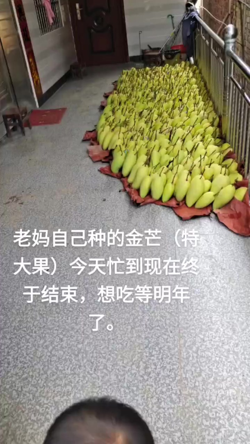 芒果🥭