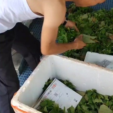 山桐子芽苗数量可供200万株