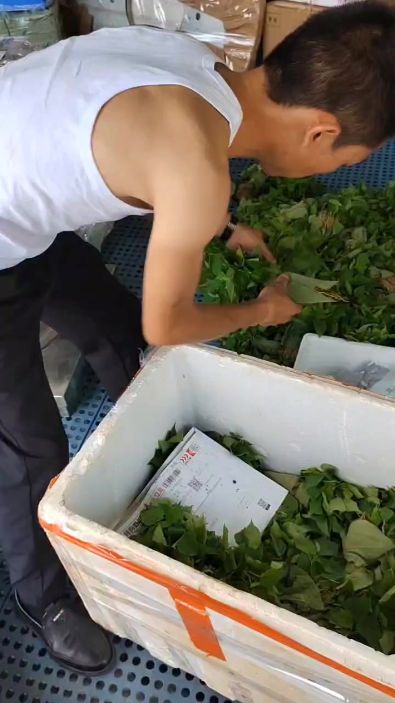 山桐子芽苗数量可供200万株