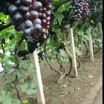 精品玫瑰香葡萄