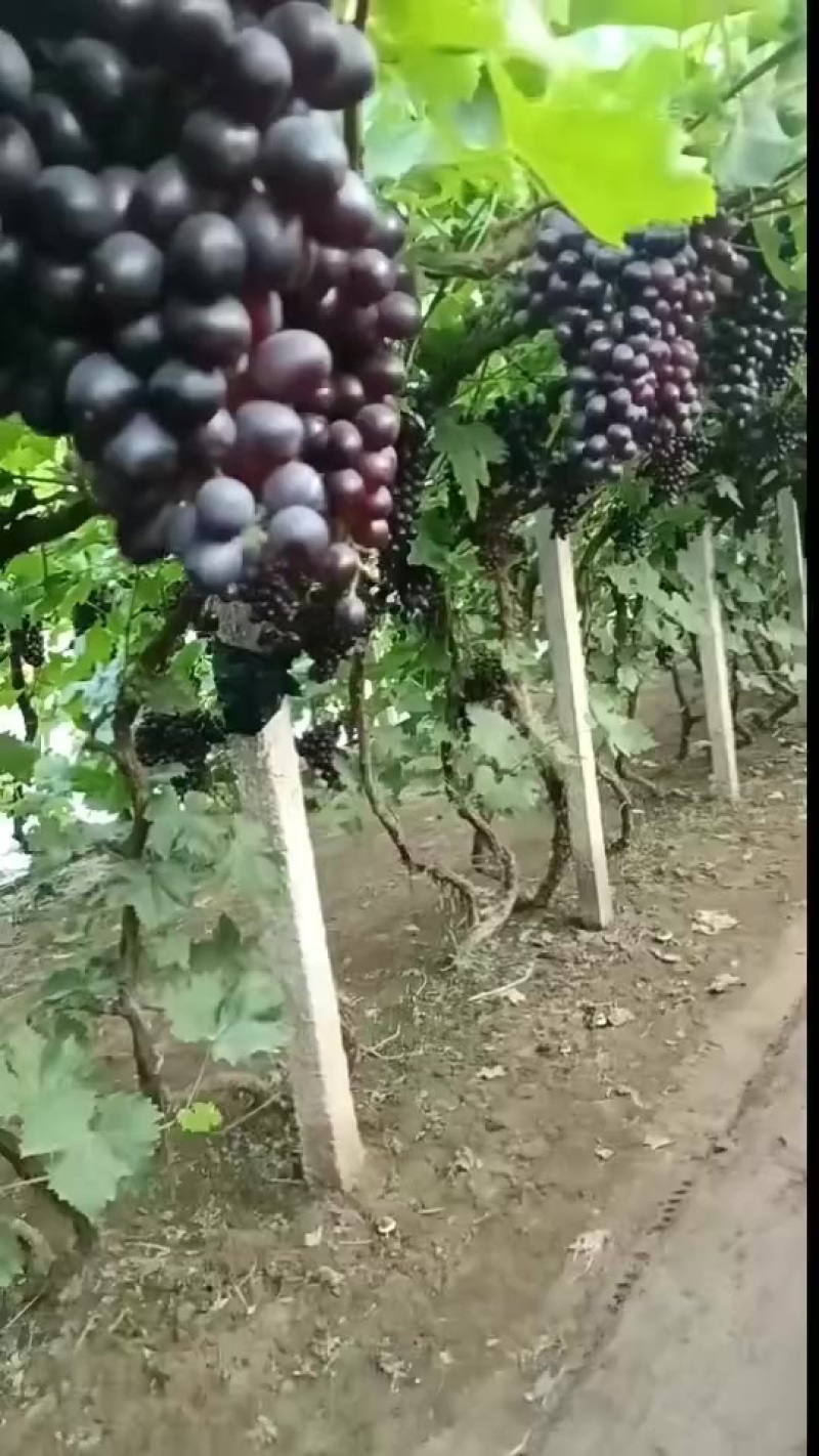 精品玫瑰香葡萄