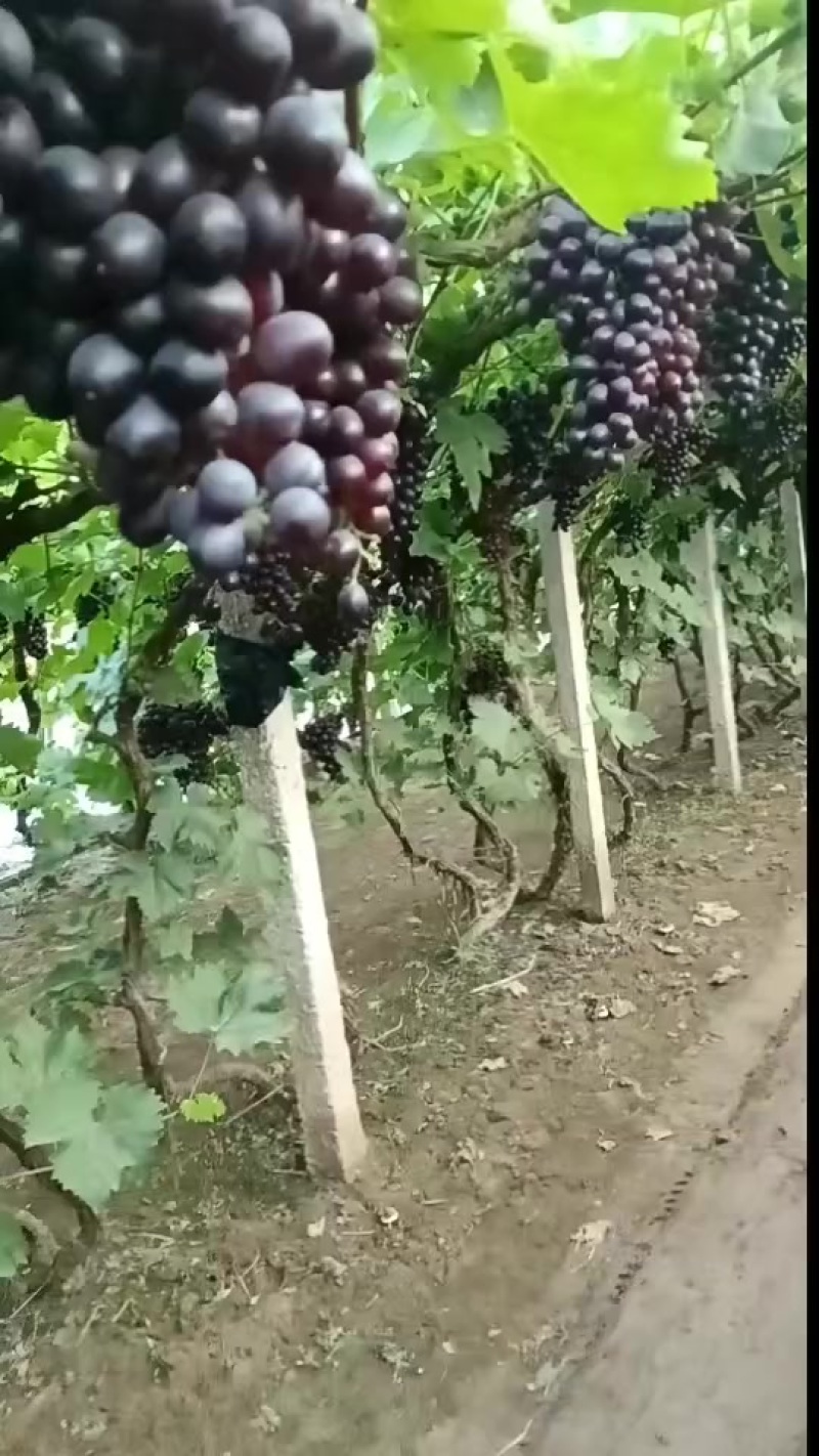 精品玫瑰香葡萄