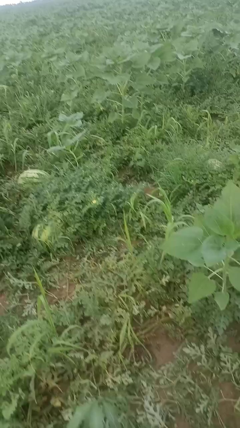 巴盟大西瓜