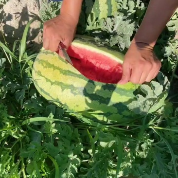 大量货源