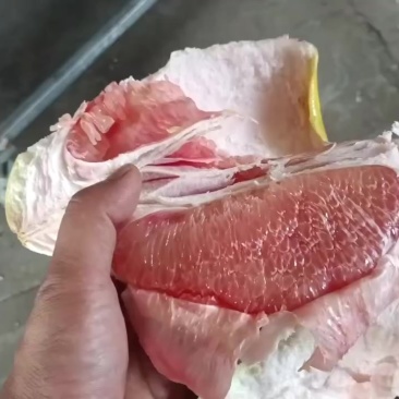 福建漳州平和蜜柚