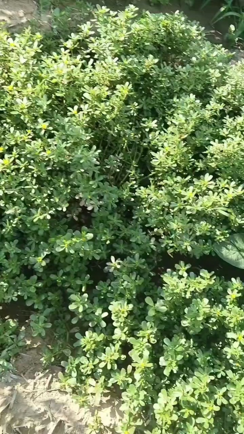 马齿笕