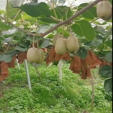 红心猕猴桃（红阳，东红）