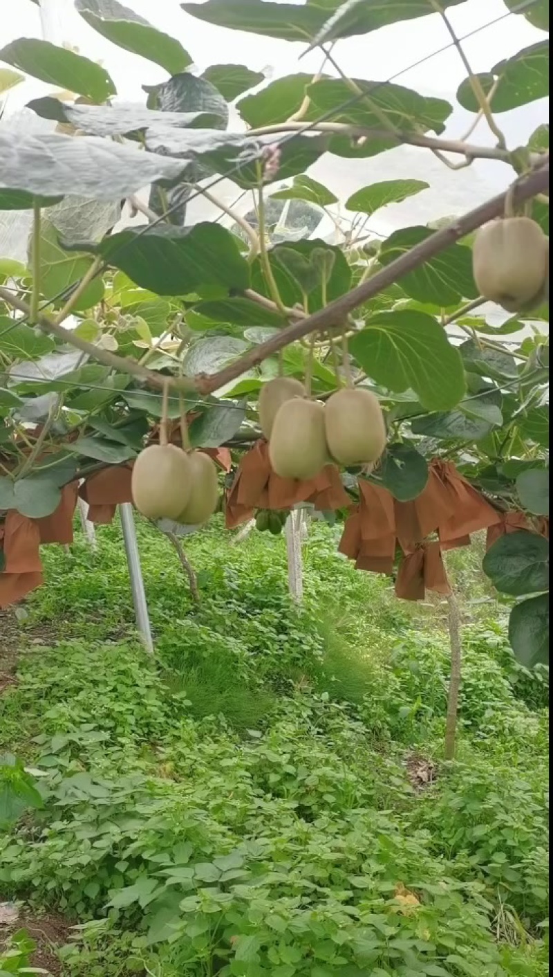 红心猕猴桃（红阳，东红）