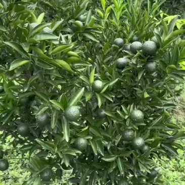 新会柑新会陈皮新会小青柑