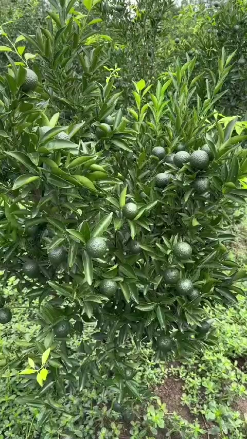 新会柑新会陈皮新会小青柑