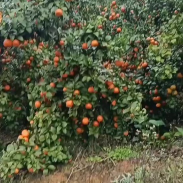 广西百色市西林县砂糖橘