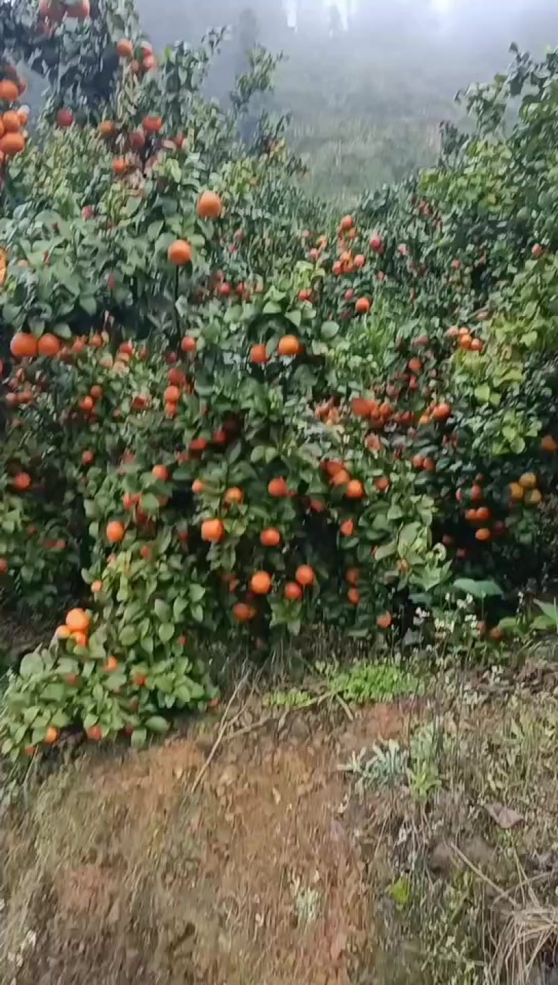 广西百色市西林县砂糖橘