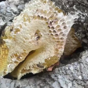 土蜂蜜