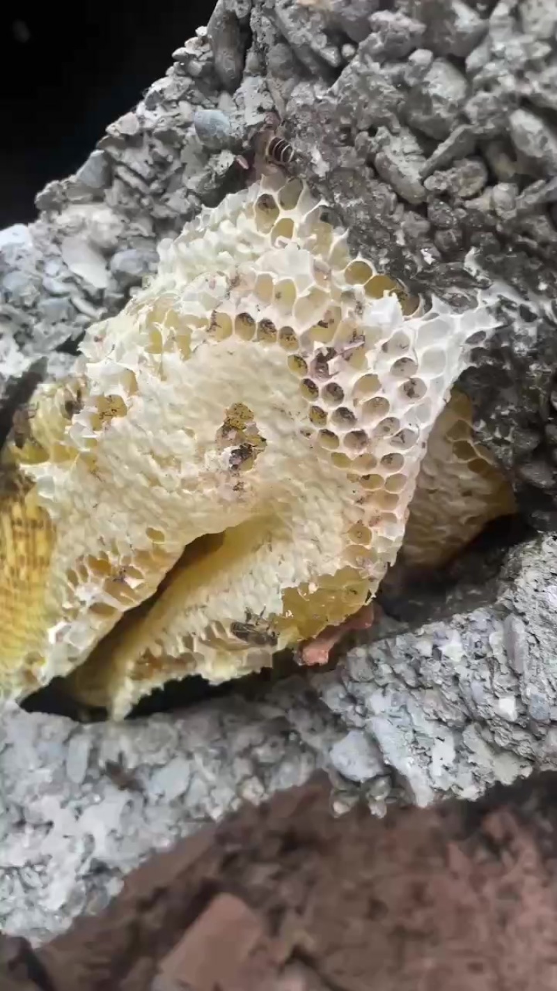 土蜂蜜
