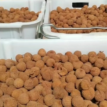 桂味荔枝新货上市美味抢鲜