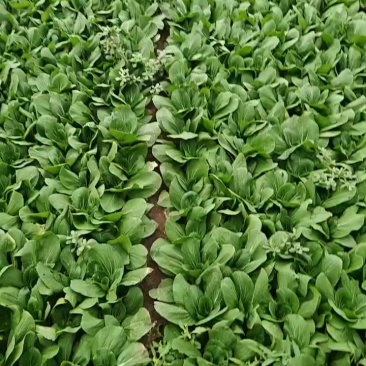 山西大同精品本地一手货源油菜山西大同