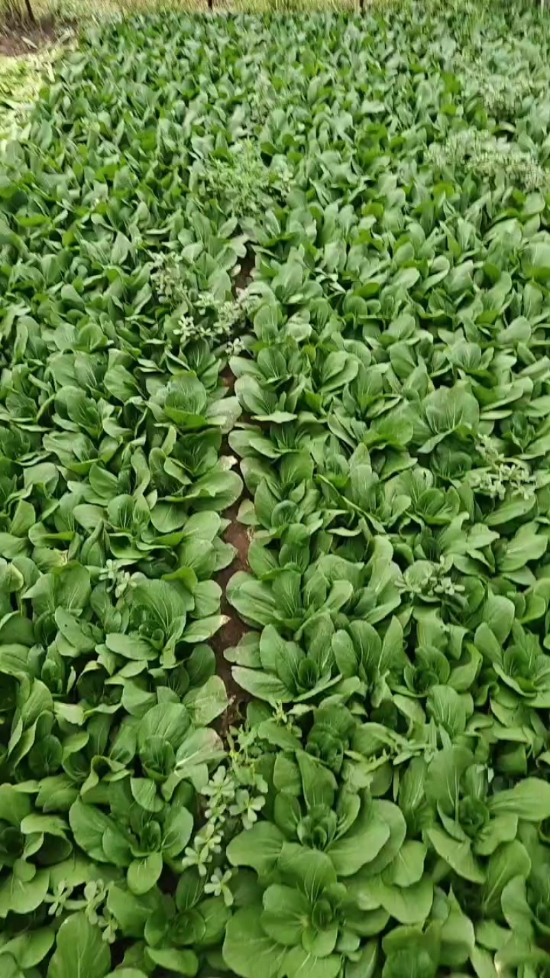 山西大同精品本地一手货源油菜山西大同