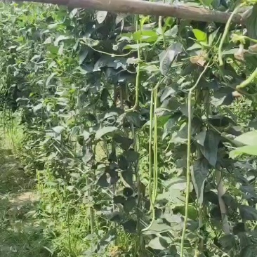 豆角品豆资亮保障