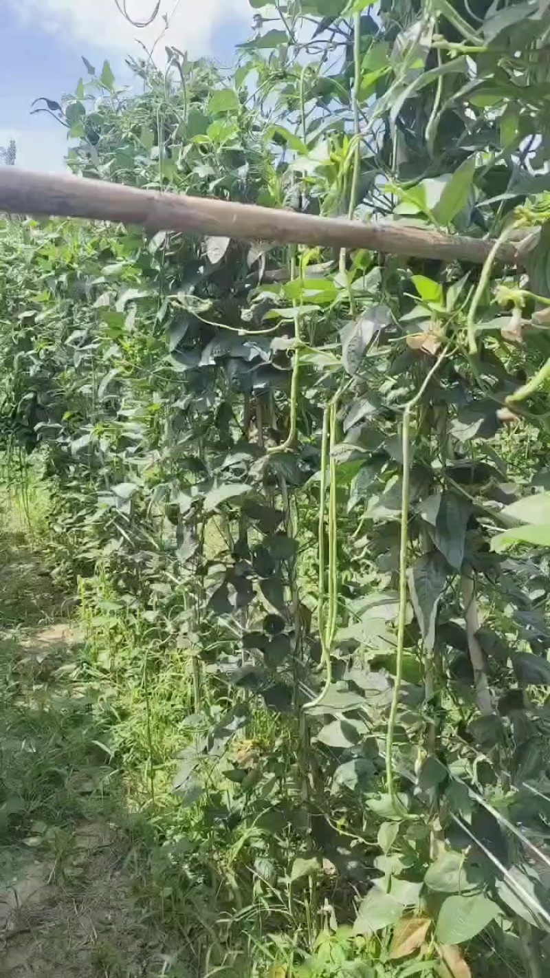 豆角品豆资亮保障