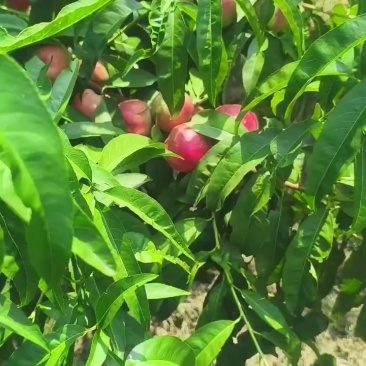 珍珠枣油桃