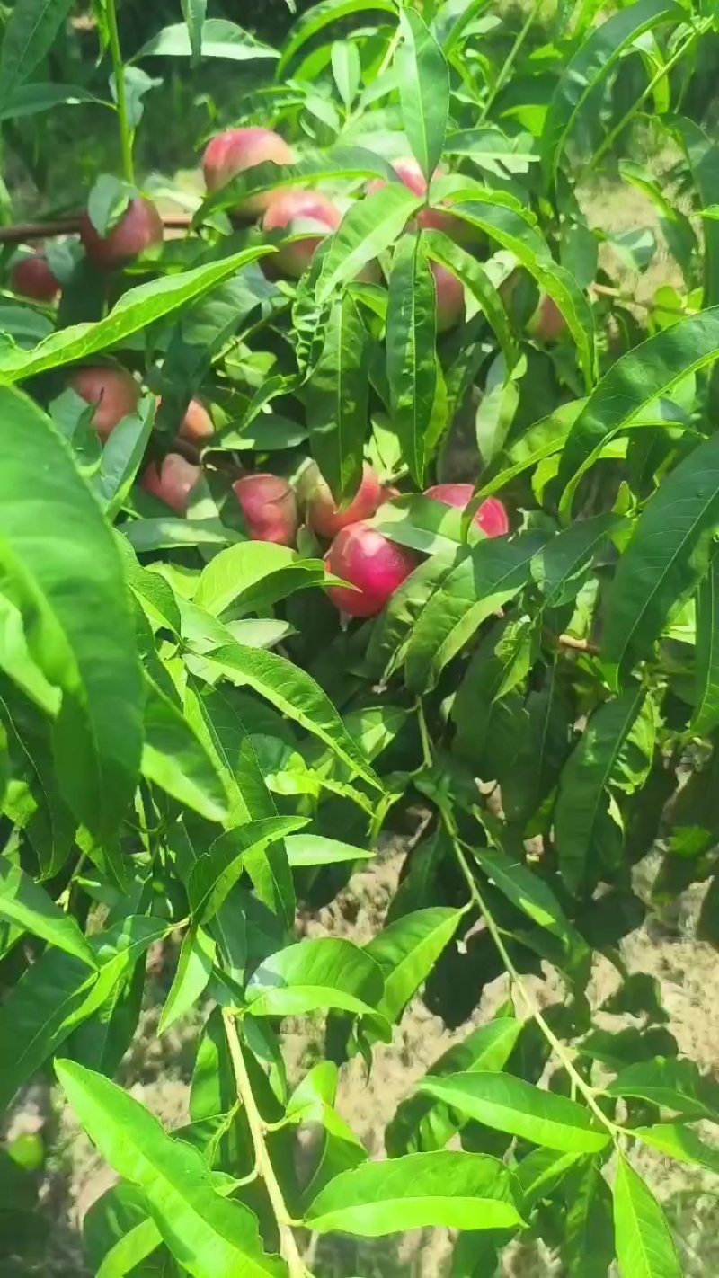 珍珠枣油桃