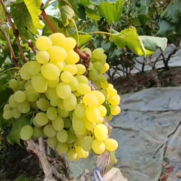 维多利亚黄提