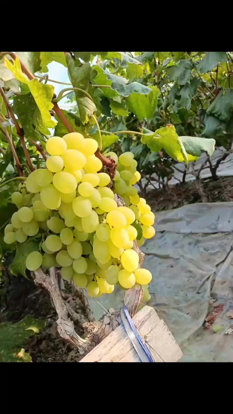 维多利亚黄提