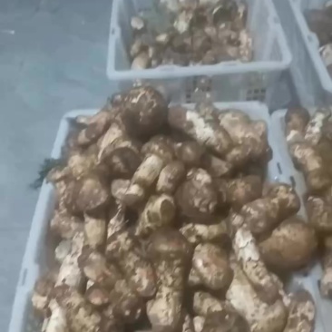 精品松茸
