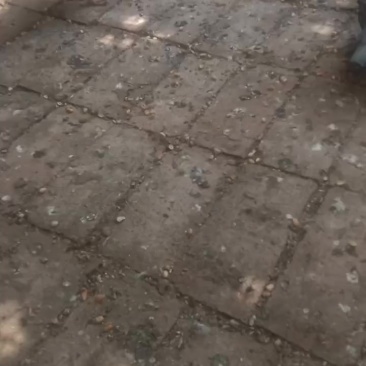 卖元宝元环杂鸽子