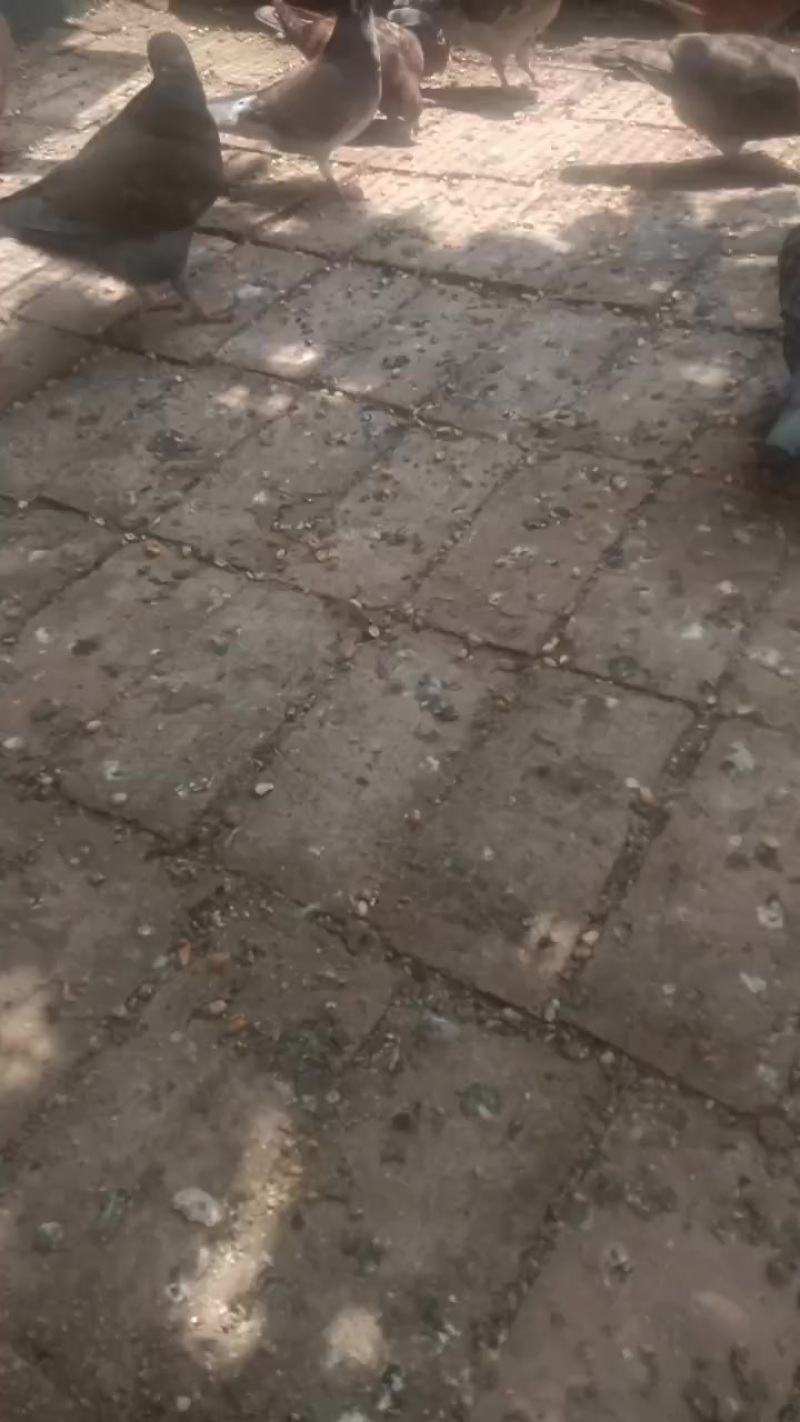 卖元宝元环杂鸽子