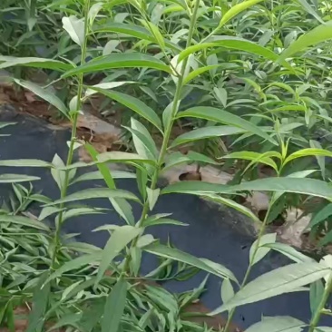 自家种植毛桃苗（预定）