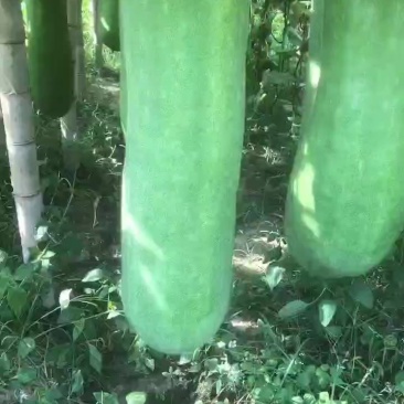 青皮冬瓜物美价廉
