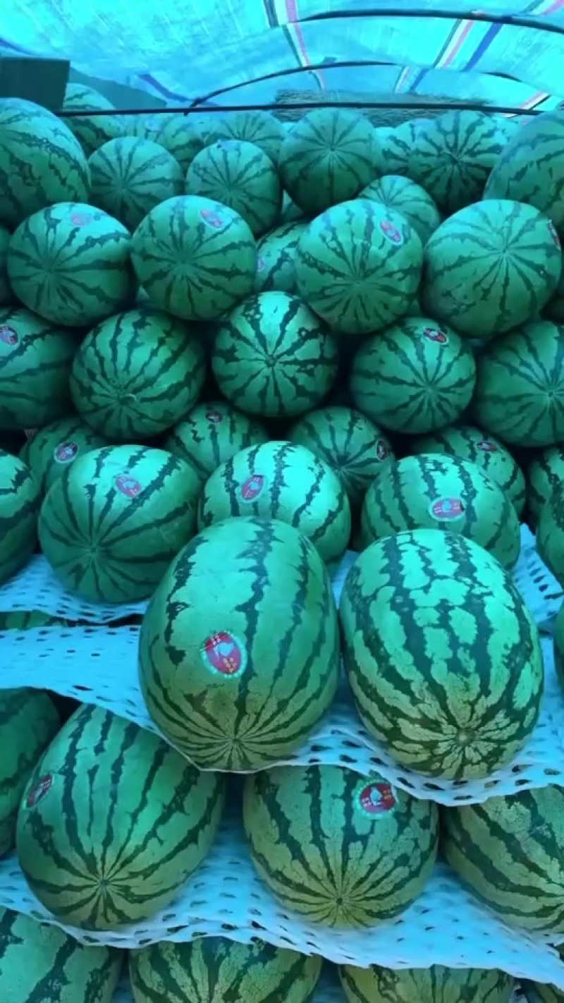 宁夏石头瓜有意向联系我量大无忧