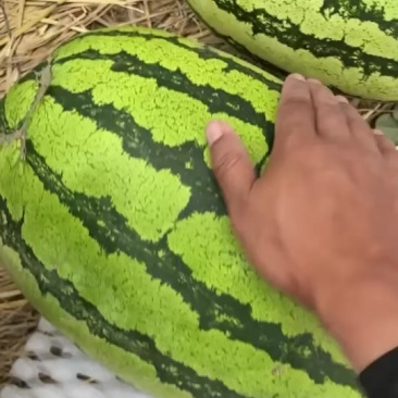 宁夏石头瓜有意向联系我量大无忧