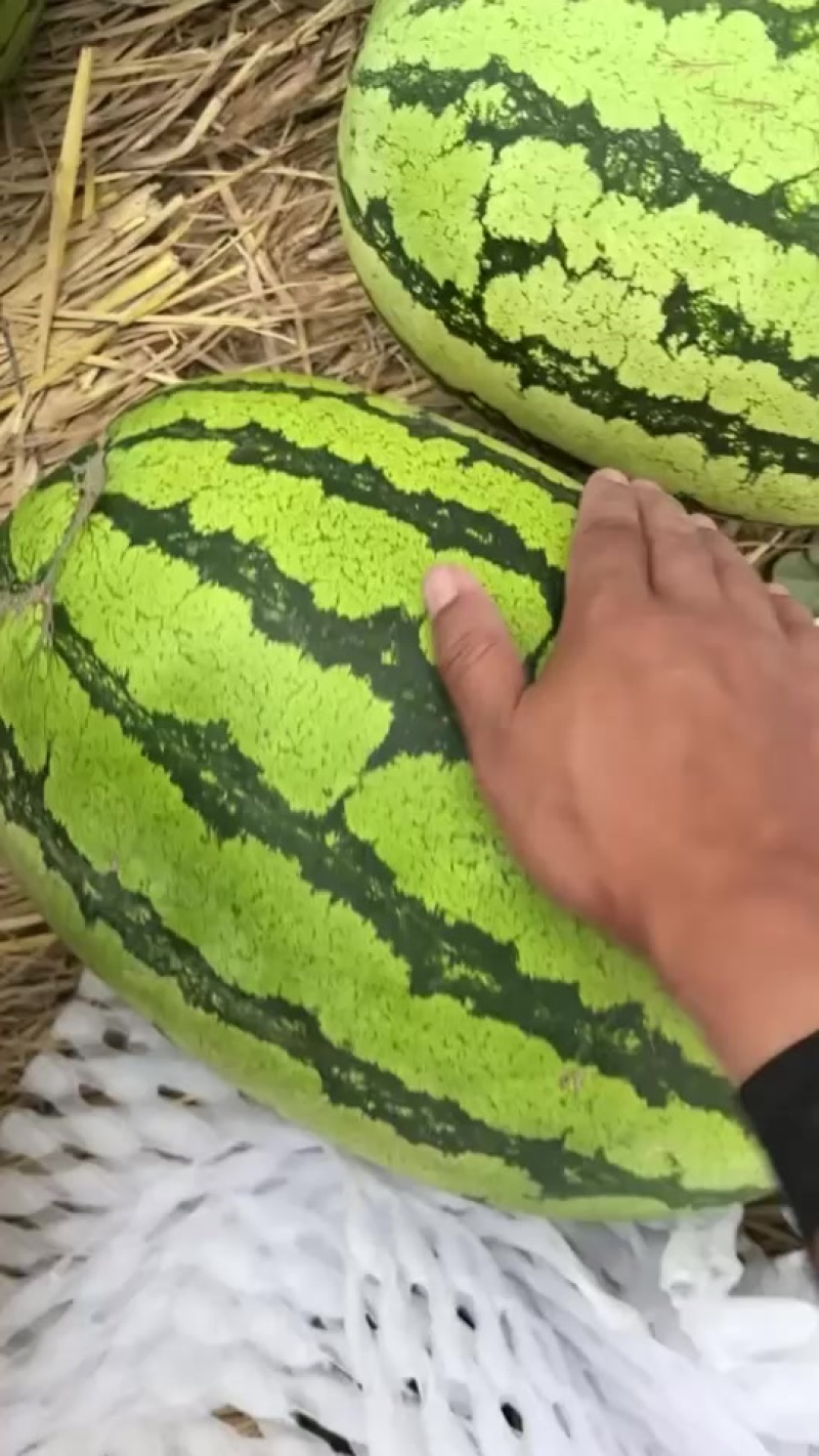 宁夏石头瓜有意向联系我量大无忧
