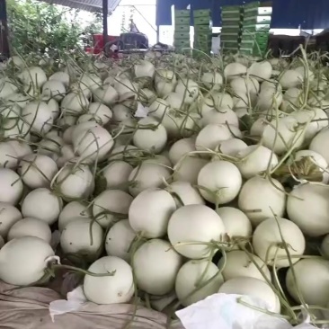 饶阳白菇